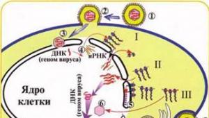 Морфология и структура вирионов